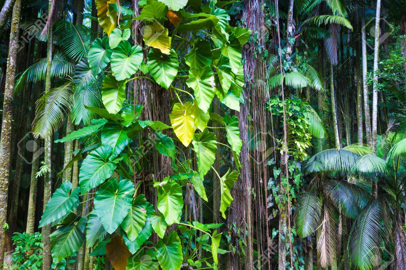 ハワイの緑豊かな熱帯のジャングルのフラグメント の写真素材 画像素材 Image