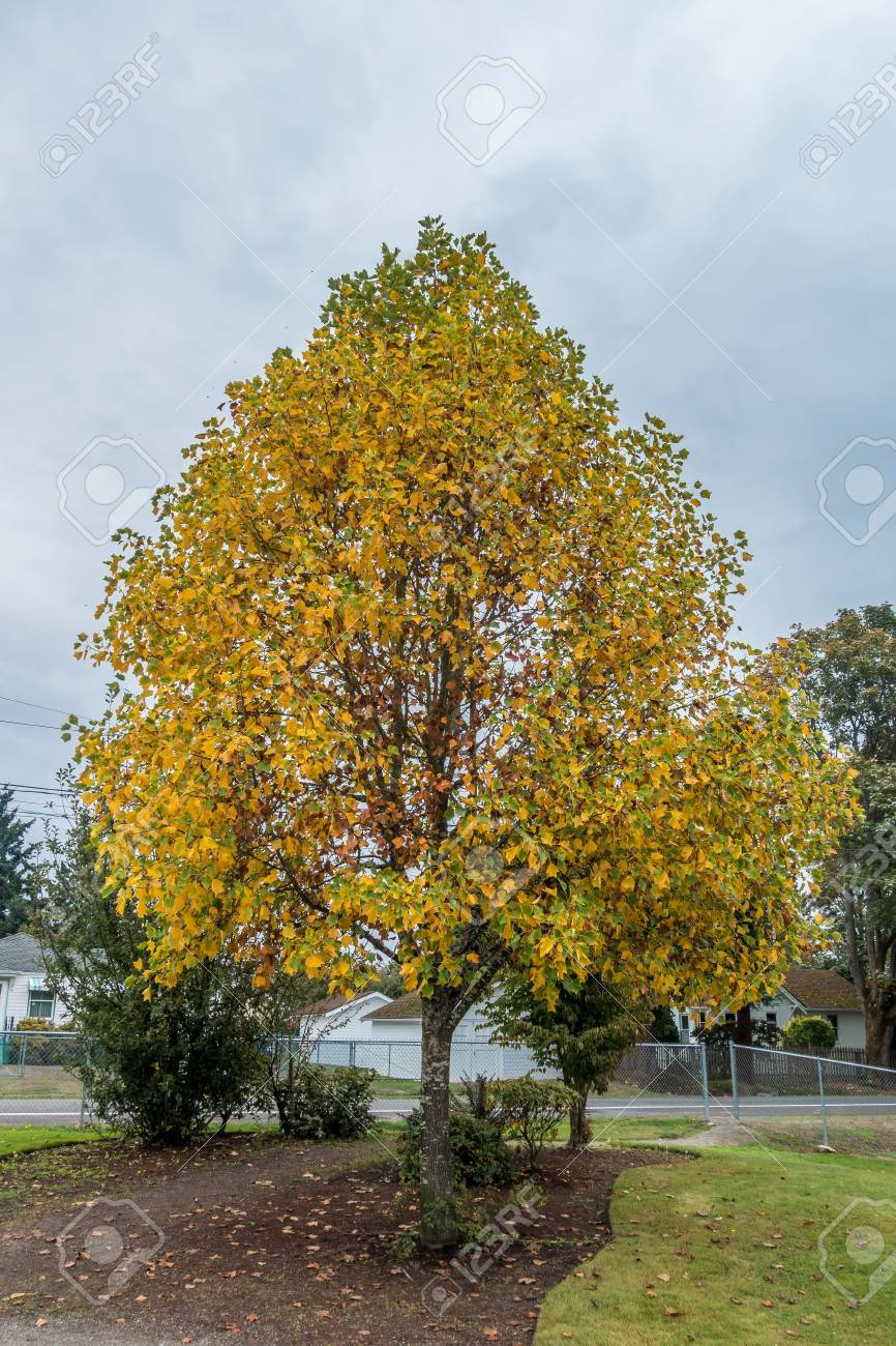 放射の秋の色は Burien ワシントン州の街路樹から飛び出します の写真素材 画像素材 Image