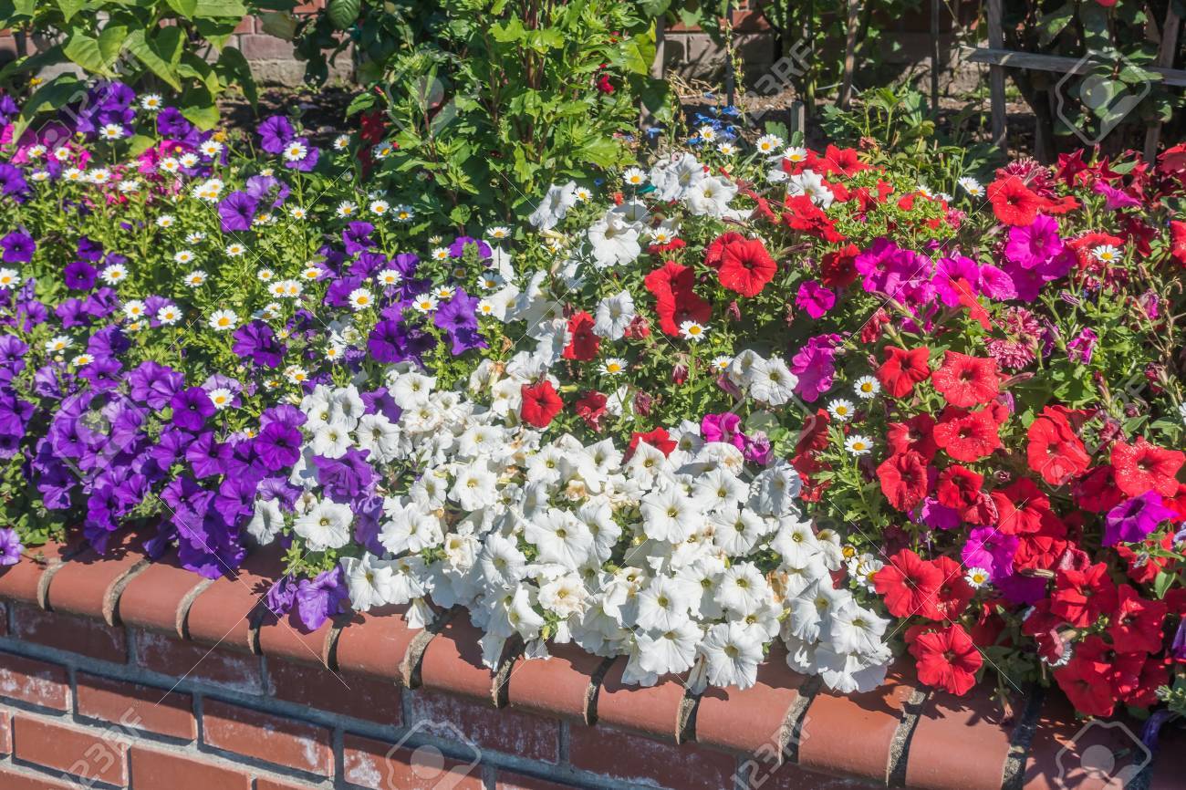 A View Of Red White And Purple Petunia Flowers In Summer Time Stock Photo Picture And Royalty Free Image Image 6725