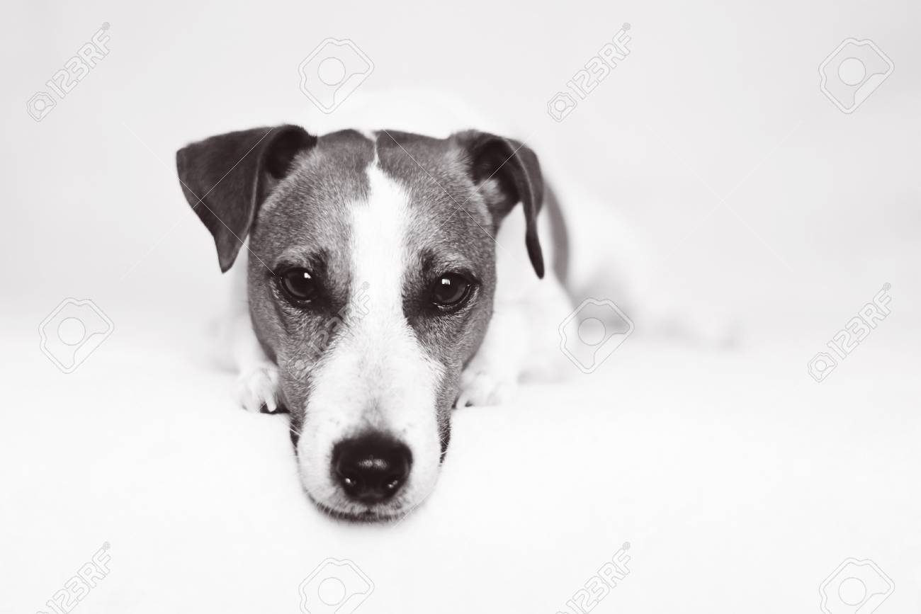 ジャック ラッセル テリア子犬の犬の目でカメラを見て横たわっていると の写真素材 画像素材 Image ジャック ラッセル テリア子犬の犬の目でカメラを見て横たわっていると の写真素材 画像素材 Image