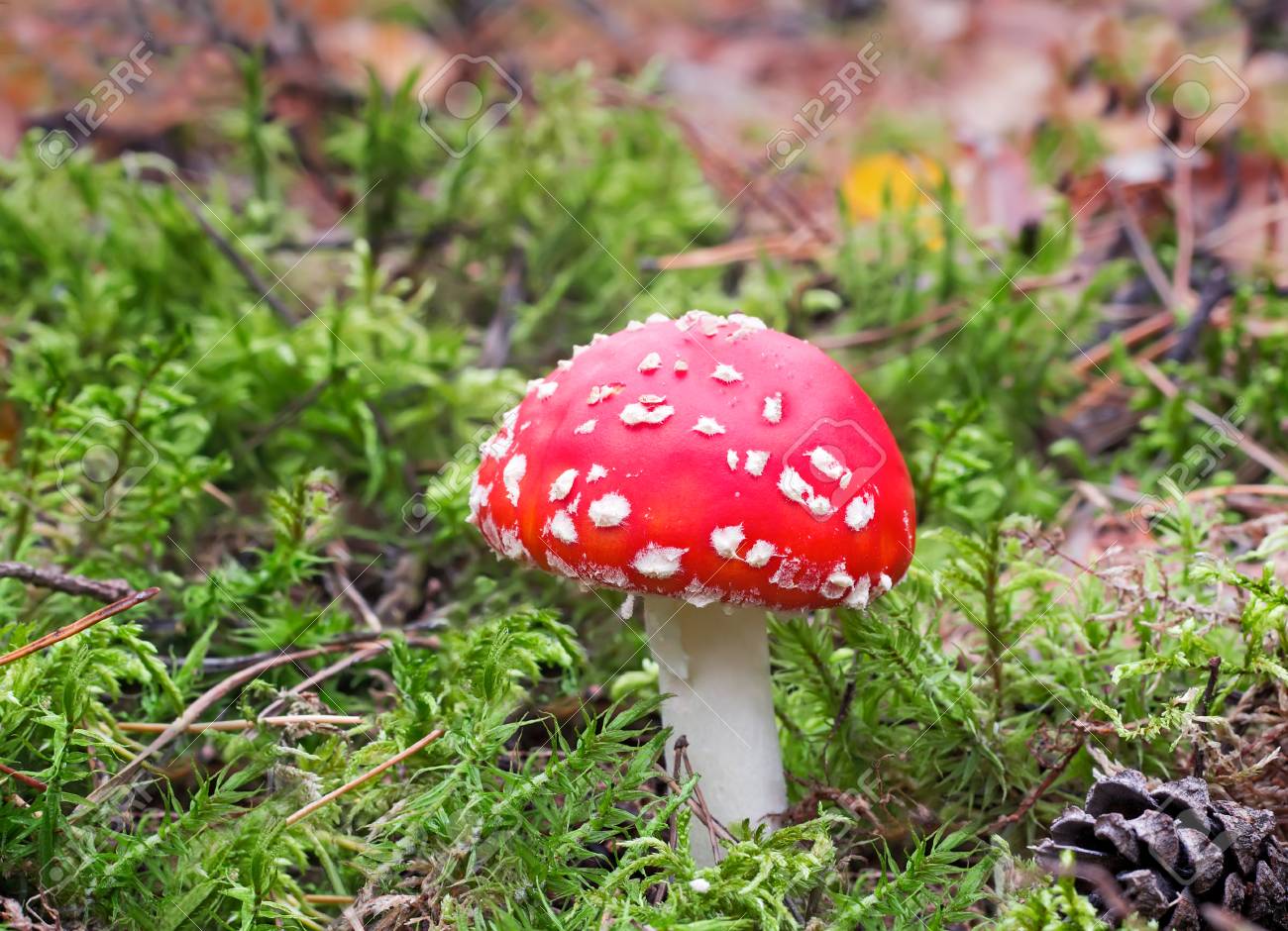 緑モスと落ち葉の中で美しい赤きのこ毒キノコを育てます の写真素材 画像素材 Image 緑モスと落ち葉の中で美しい赤きのこ毒キノコを育てます の写真素材 画像素材 Image