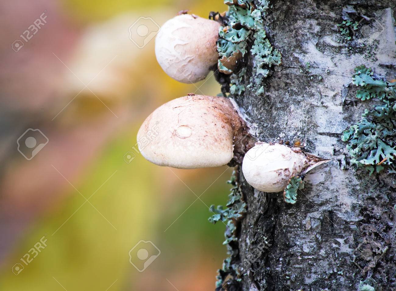 白樺の幹に大きな白いキノコ天然チャーガ コケで覆われています の写真素材 画像素材 Image
