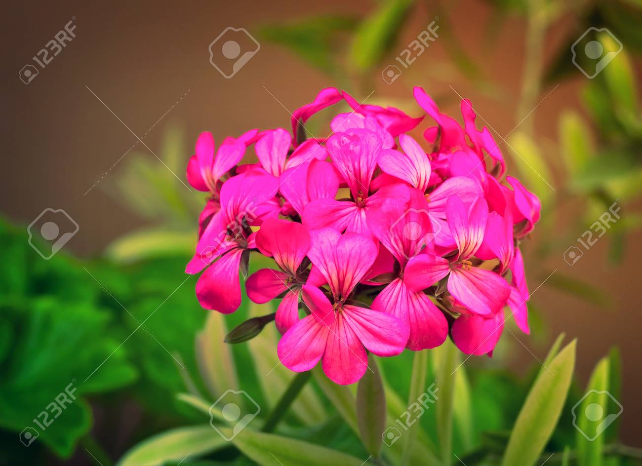 花房の明るいピンクの花がたくさん咲くプリムラ 緑の葉に囲まれた暗い背景に表示されます の写真素材 画像素材 Image 花房の明るいピンクの花がたくさん咲くプリムラ 緑の葉に囲まれた暗い背景に表示されます の写真素材 画像素材 Image