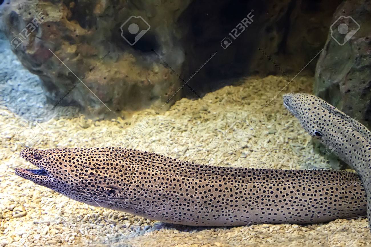 ウツボは非常に強力かつ危険な海の生き物 ダイバーのための死の危険です の写真素材 画像素材 Image