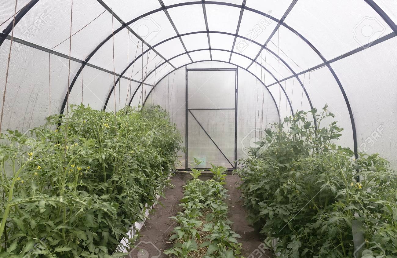 Un pequeño invernadero con un marco de metal cubierto con policarbonato. Diseñado para el cultivo de hortalizas. En un invernadero cultivando tomates, Un pequeño invernadero con un marco de metal cubierto con policarbonato. Diseñado para el cultivo de hortalizas. En un invernadero cultivando tomates,