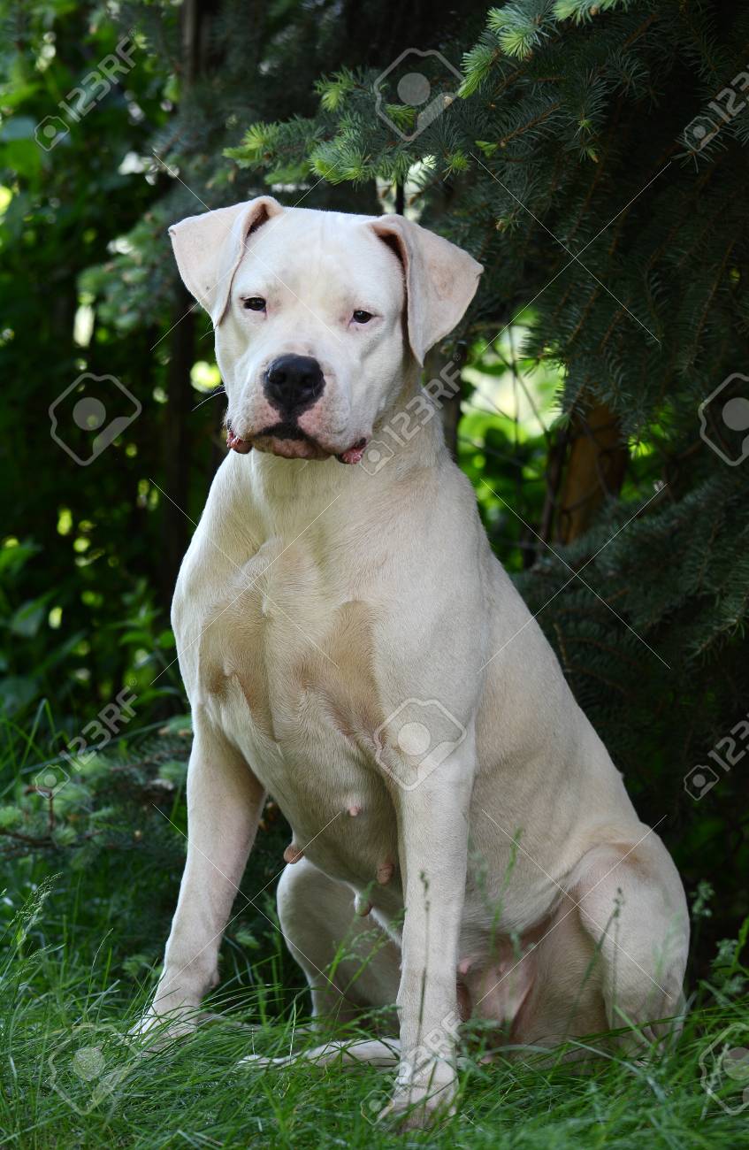 white dogo argentino