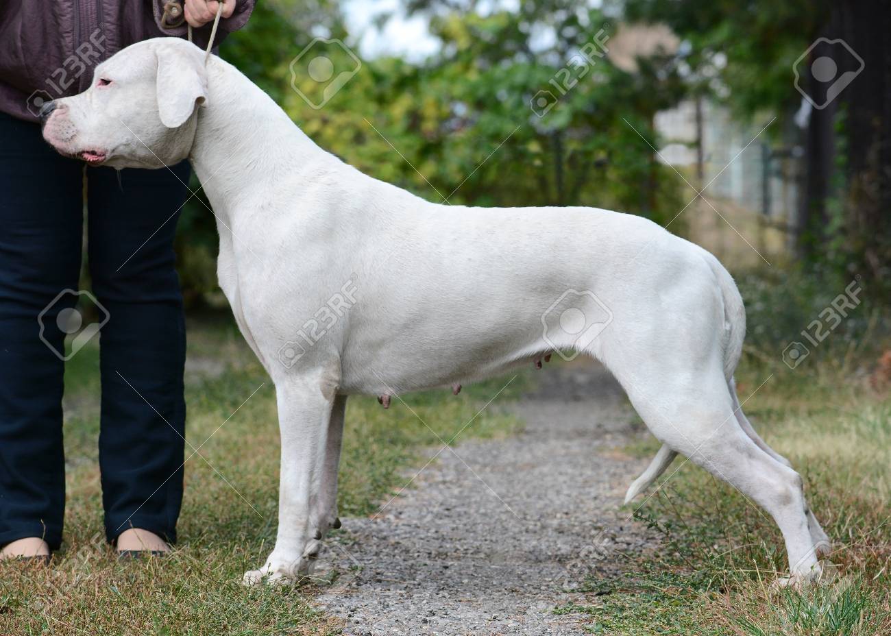 white dogo argentino