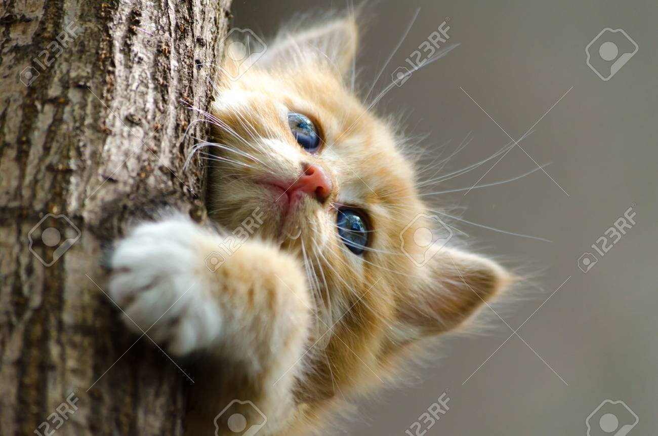 kitten climbing tree