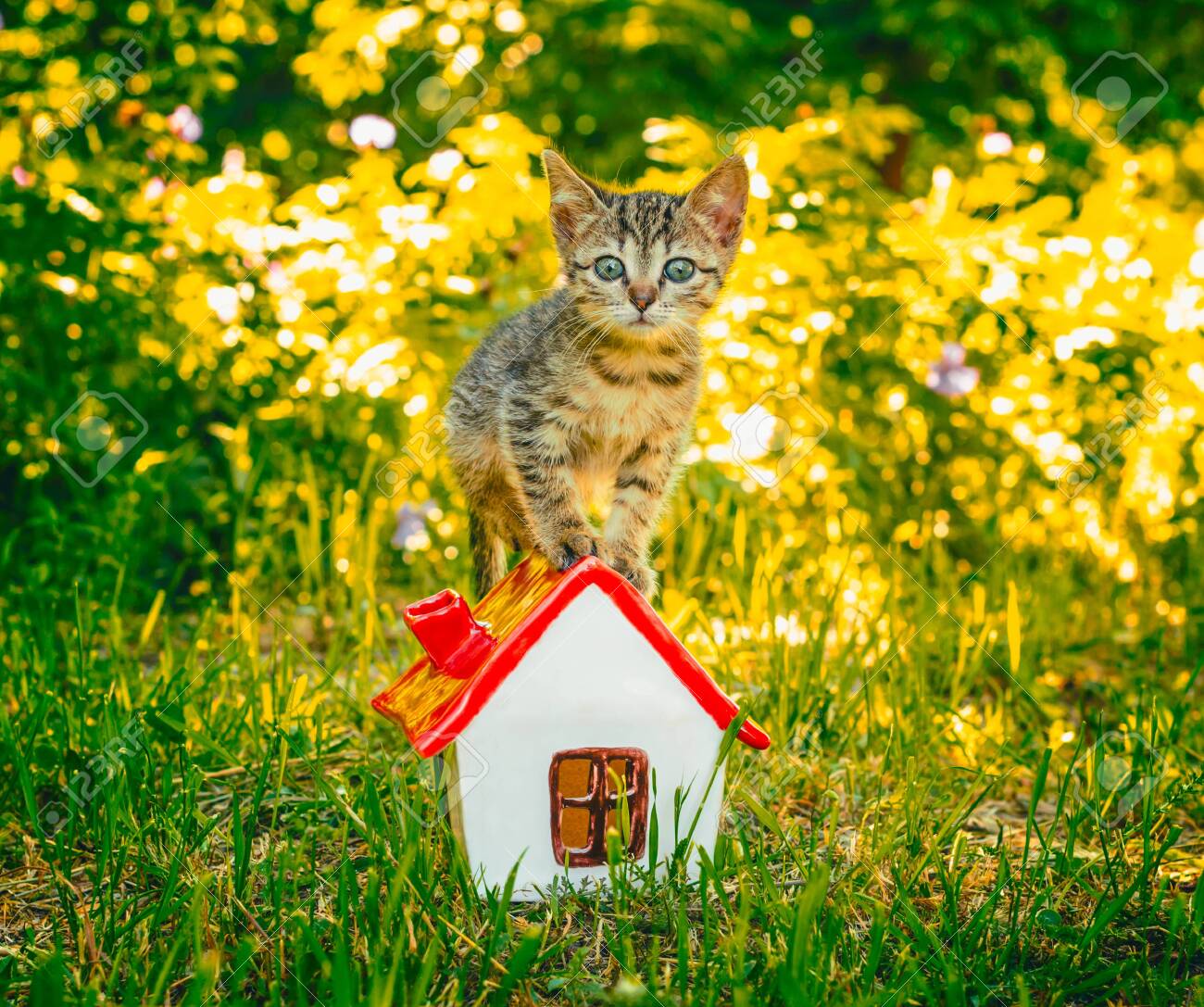etiam-dictum-ipsum-a-felis