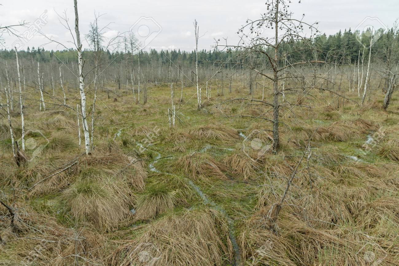 旧沼地 の写真素材 画像素材 Image