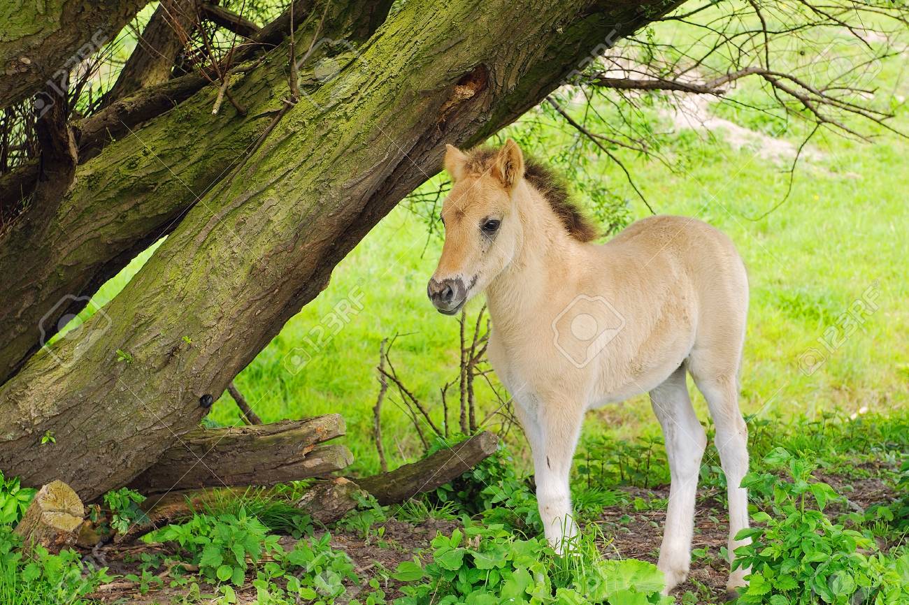 Horses And Calf In Beautiful Nature Landscape Stock Photo Picture And Royalty Free Image Image 15935705