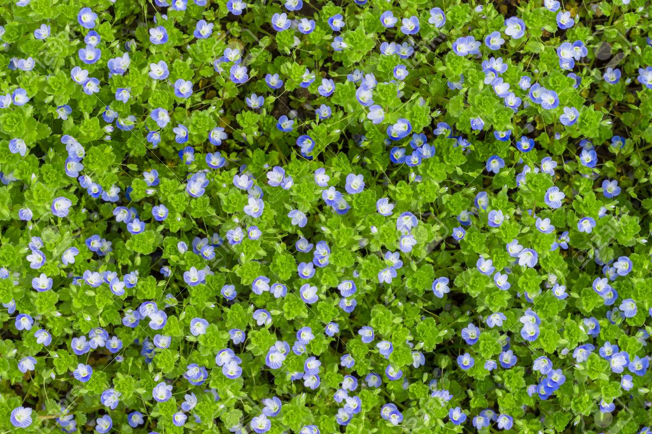 ベロニカ Filiformis 細長いスピードウェル 自然の生息地で の写真素材 画像素材 Image ベロニカ Filiformis 細長いスピードウェル 自然の生息地で の写真素材 画像素材 Image