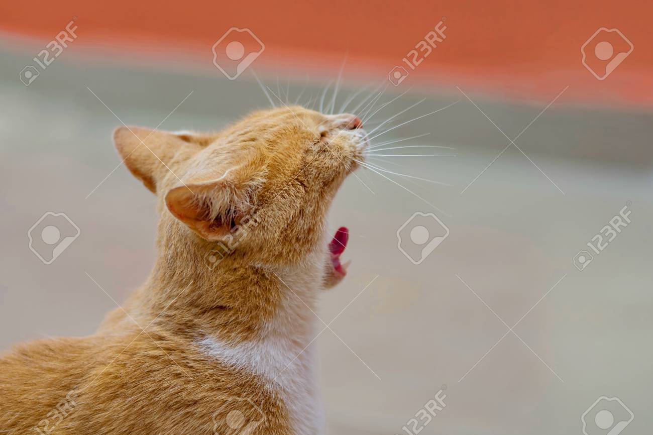 etiam-dictum-ipsum-a-felis