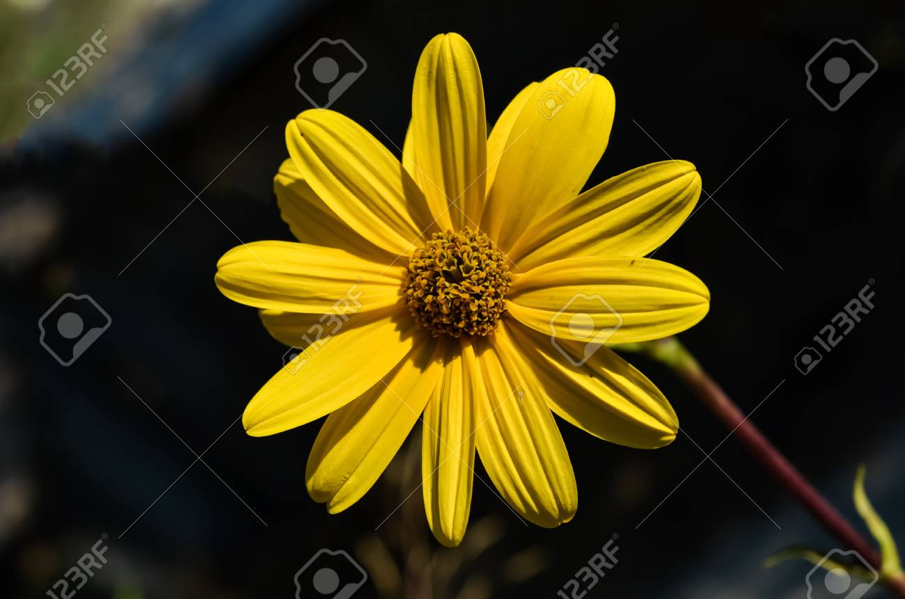 etiam-dictum-ipsum-a-felis