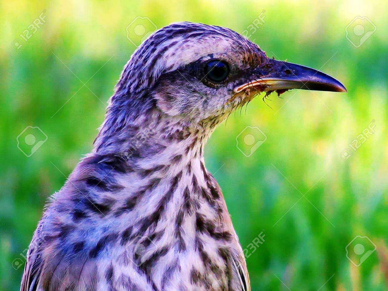 etiam-dictum-ipsum-a-felis