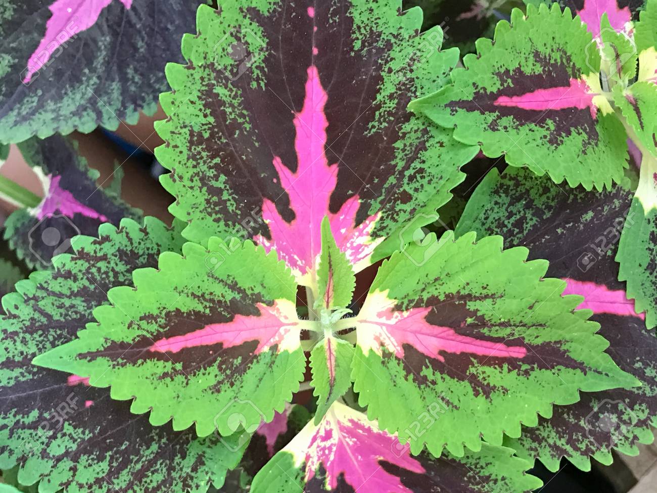 etiam-dictum-ipsum-a-felis