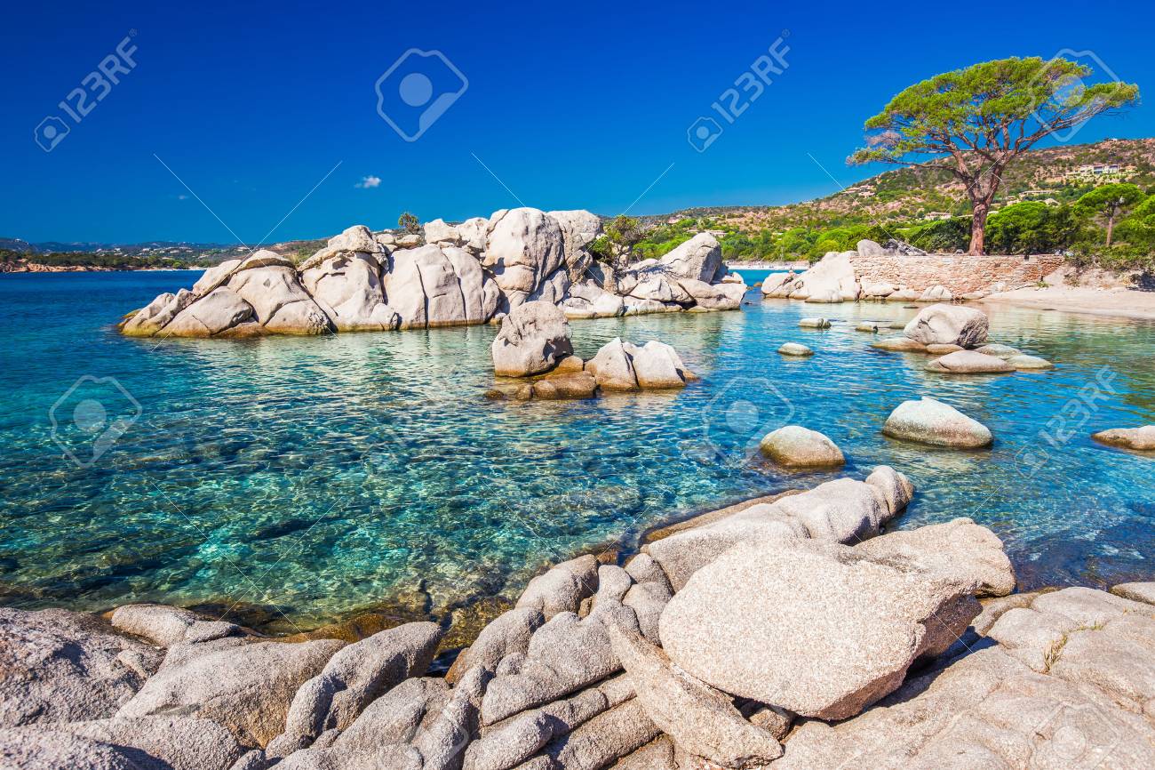 Pin Célèbre Sur La Plage De Palombaggia Dazur Eau Claire Et Plage De Sable Sur La Partie Sud De La Corse France