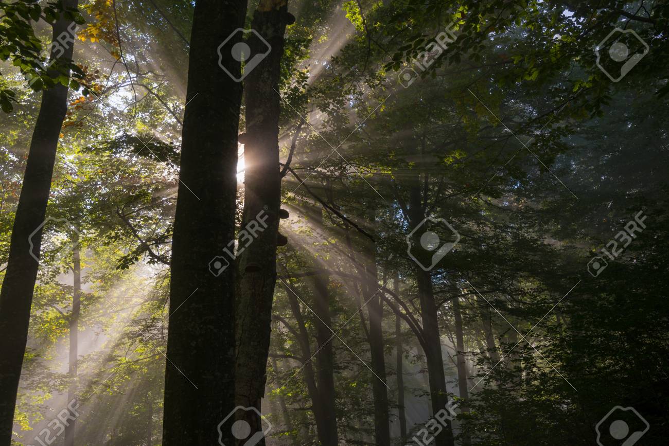 Raggi di sole penetrano mattina nebbia nella foresta. Alberi silhouette è in primo piano. Raggi di sole penetrano mattina nebbia nella foresta. Alberi silhouette è in primo piano.
