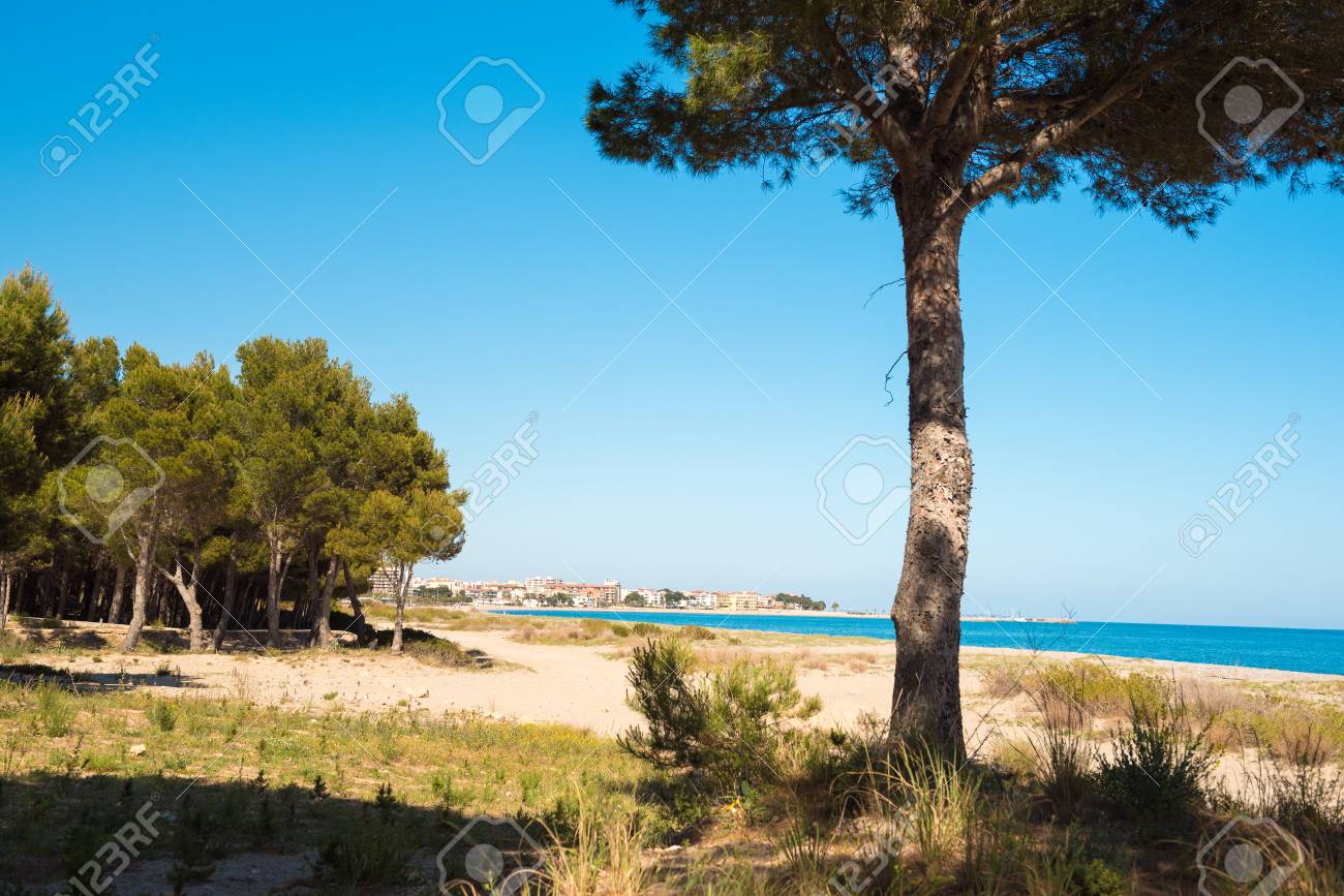 Pins Sur Une Plage De Sable Fin à Lhospitalet De Linfant Tarragone Catalogne Espagne Espace De Copie Pour Le Texte