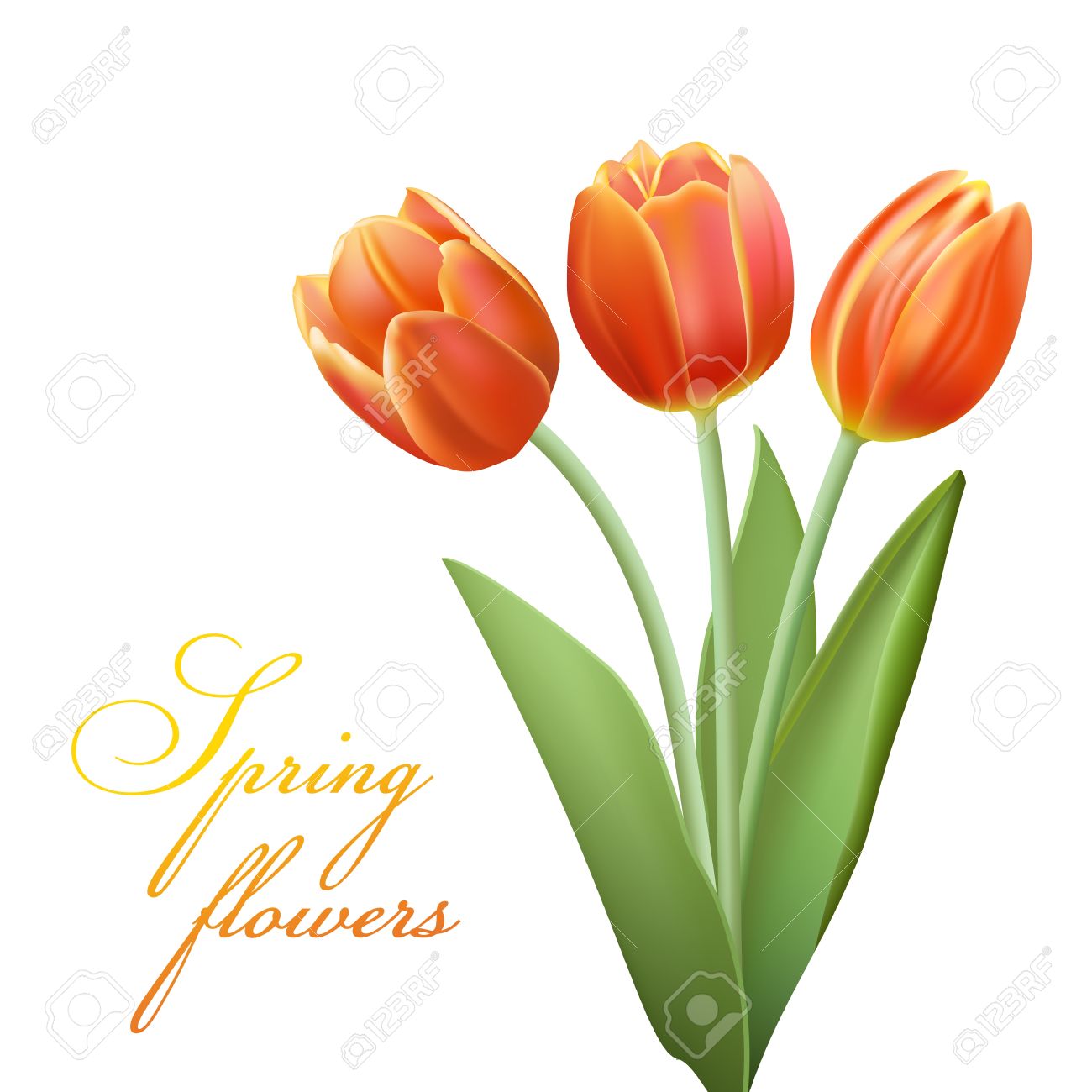リアルなチューリップ ブーケ のイラスト素材 ベクタ Image