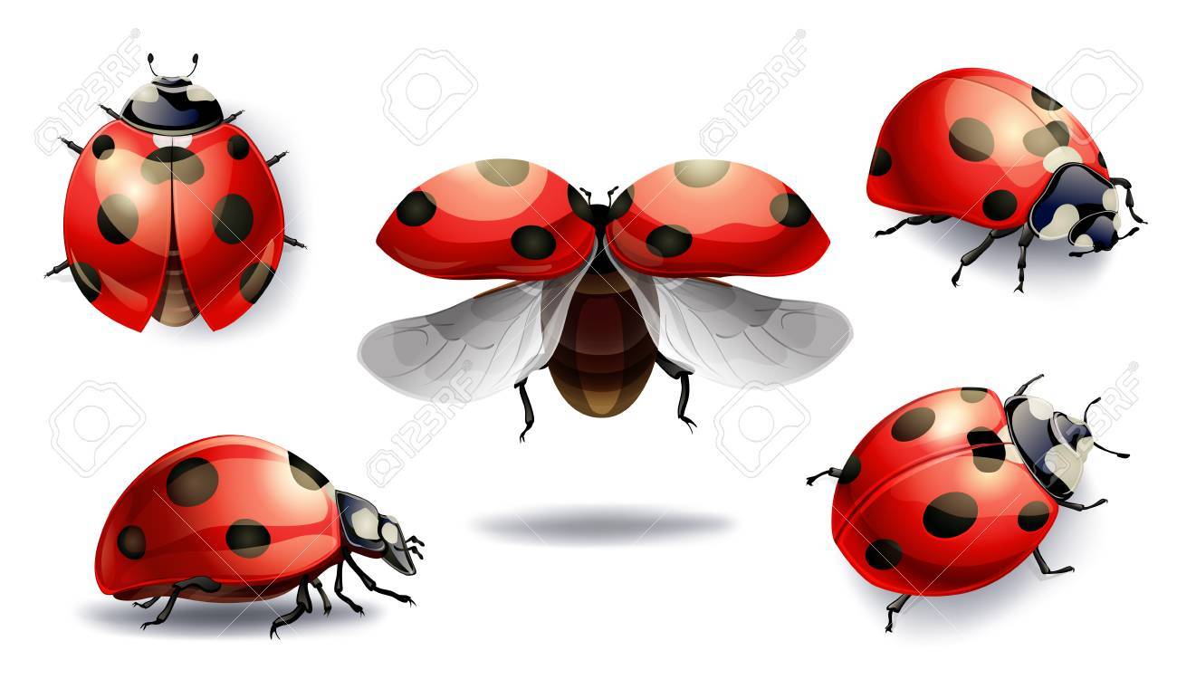 Set Of Red Ladybug Isolated On White Vector Illustration Royalty Free Cliparts Vectors And Stock Illustration Image
