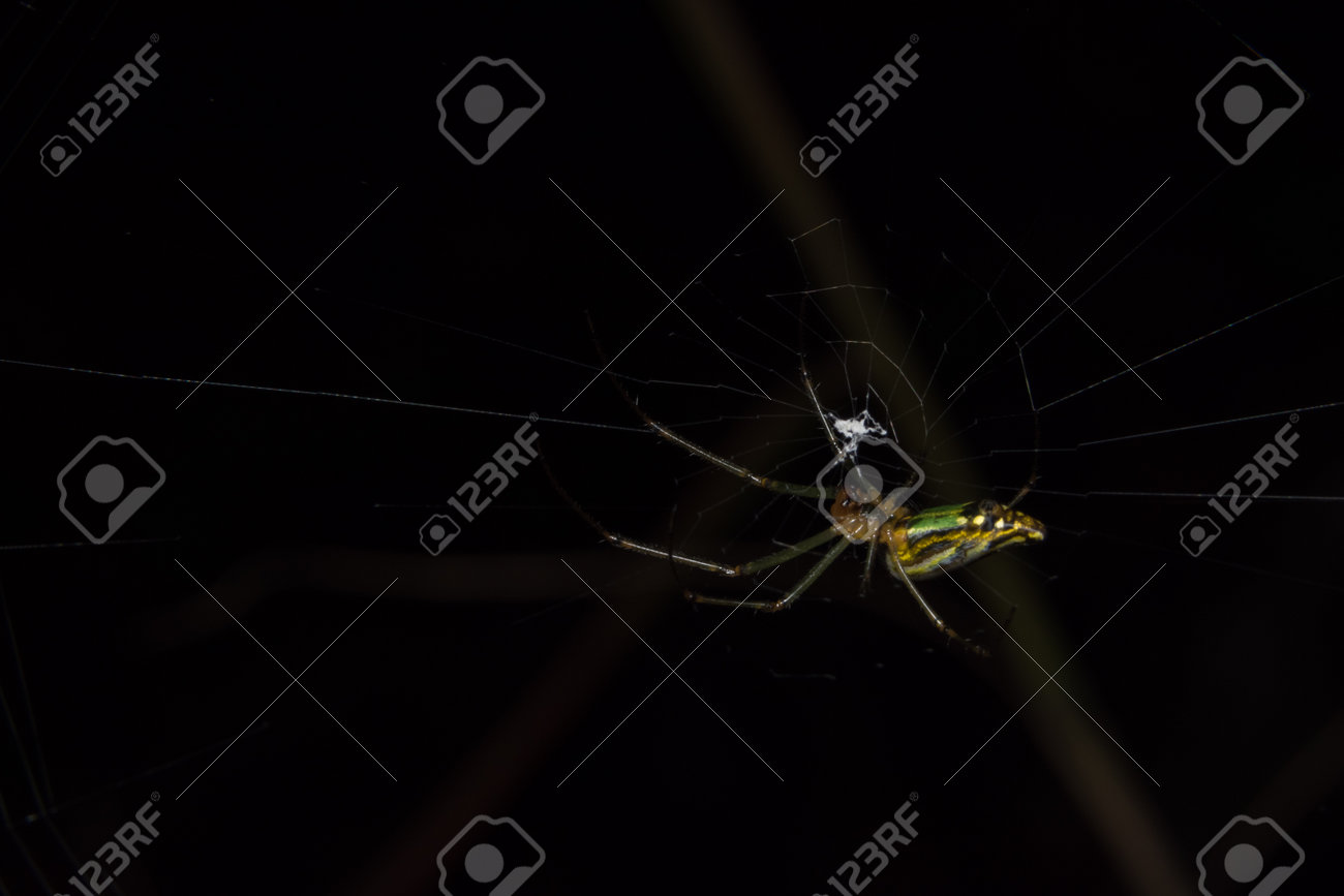 etiam-dictum-ipsum-a-felis