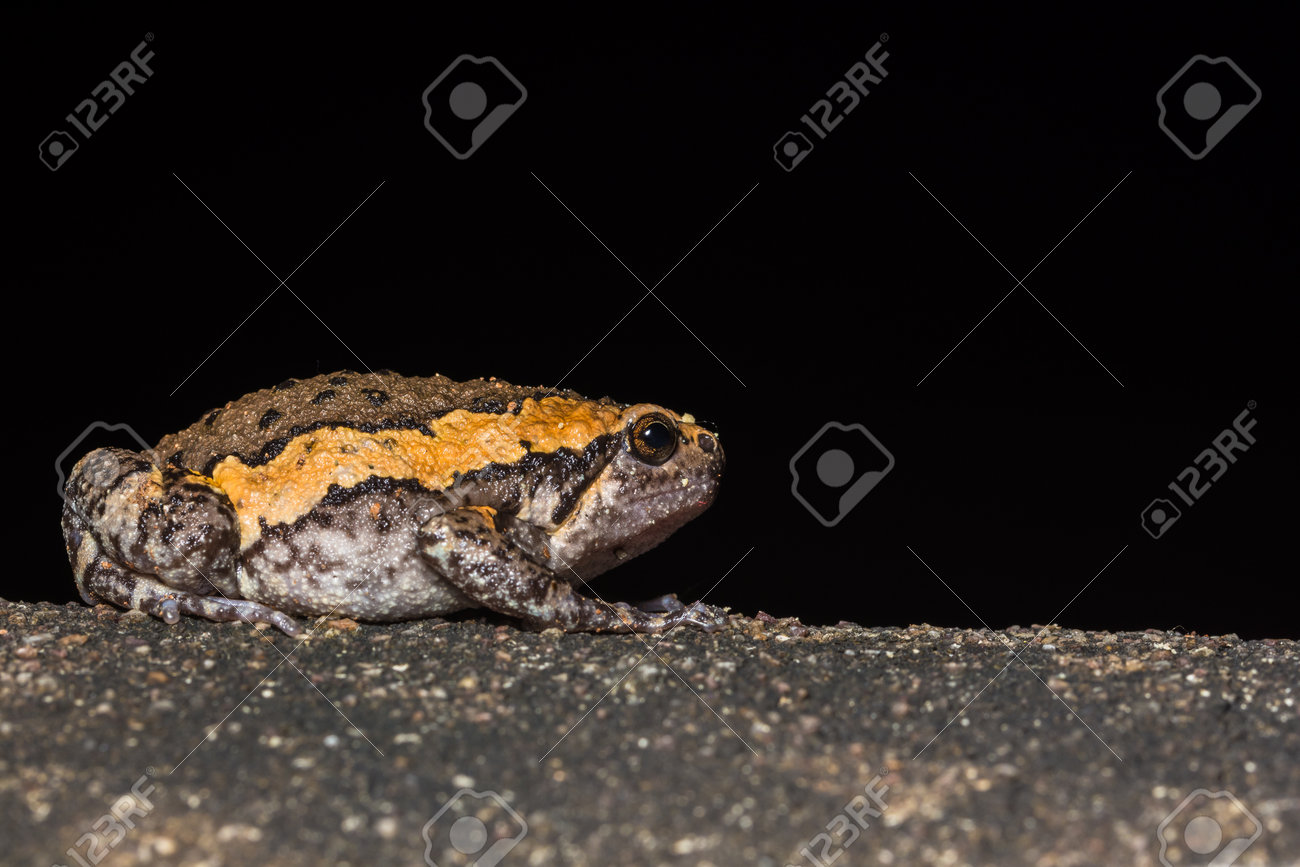 etiam-dictum-ipsum-a-felis