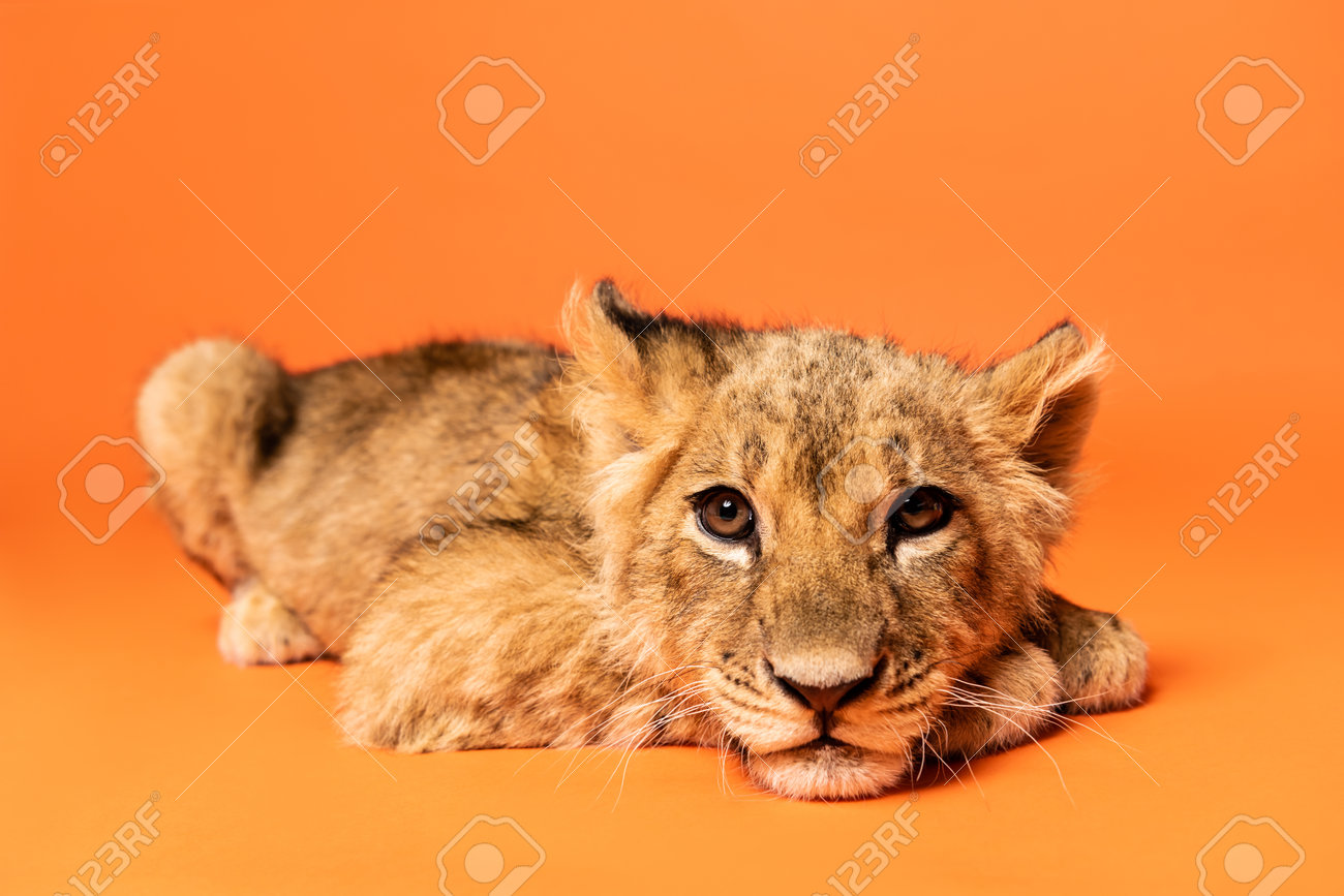 etiam-dictum-ipsum-a-felis