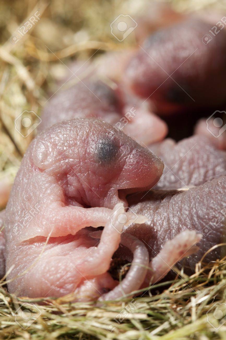 La Souris Nouveau Ne Banque D Images Et Photos Libres De Droits Image