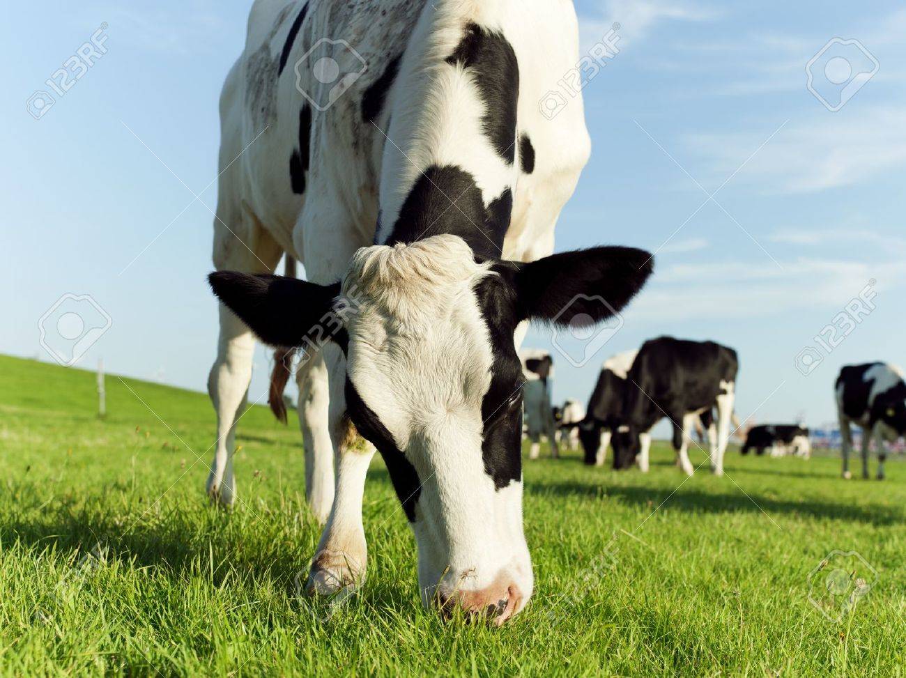 Holstein Vaca Pastando Pacificamente En Tierras De Cultivo Fresco Fotos Retratos Imagenes Y Fotografia De Archivo Libres De Derecho Image 15214942