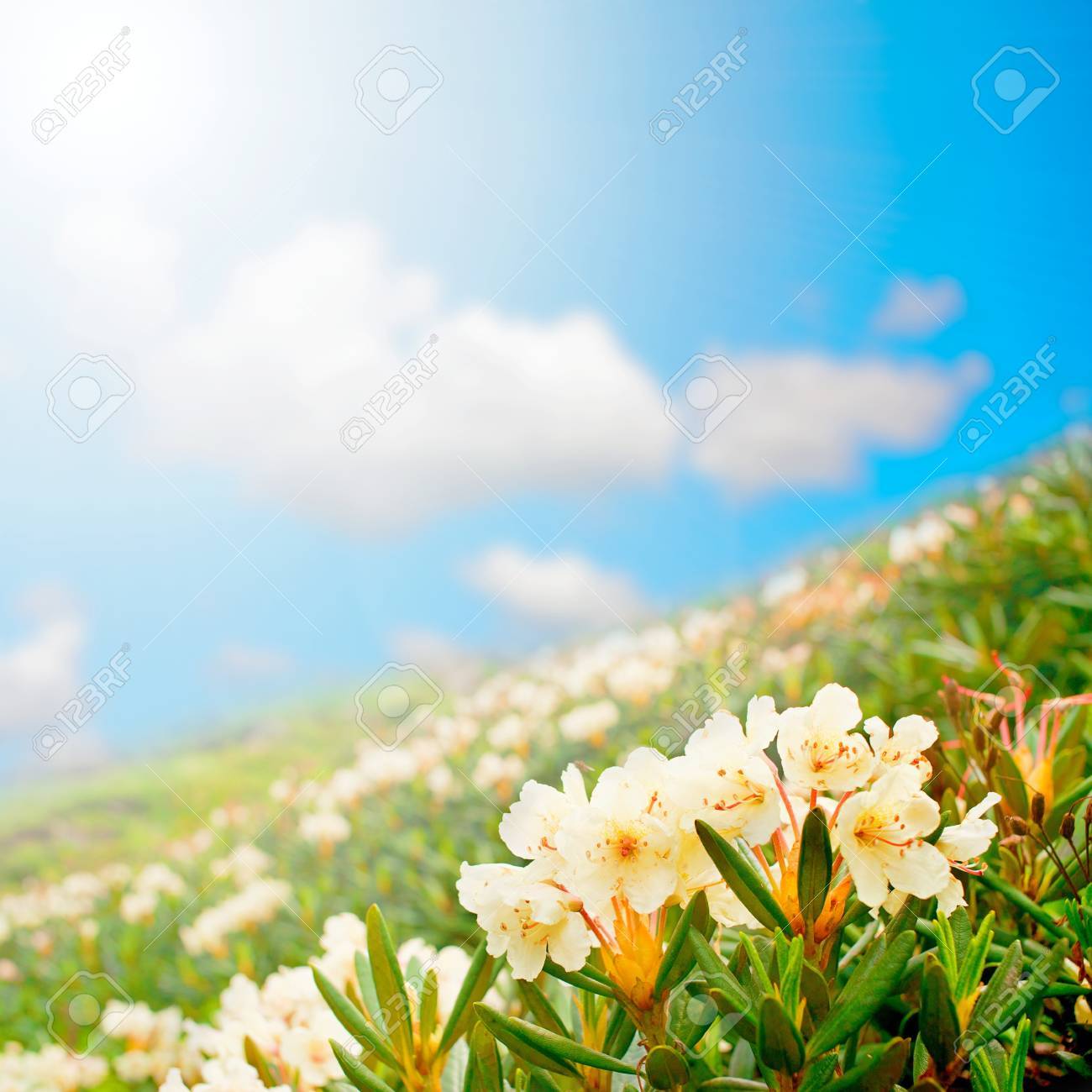 野生の花 ギフトカード 空を背景に白い花の山草原フィールド シャクナゲ Caucasicum ポール の写真素材 画像素材 Image