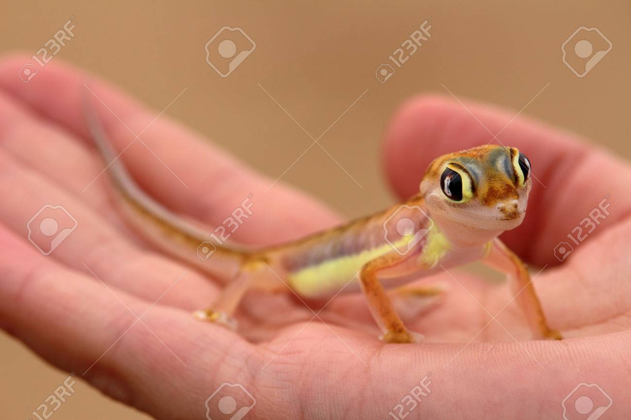 水掻きのあるヤモリ Palmatogecko Pachydactylus Rangei の写真素材 画像素材 Image