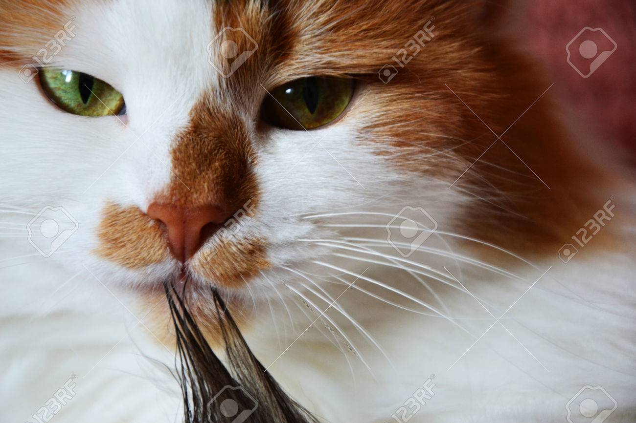 etiam-dictum-ipsum-a-felis