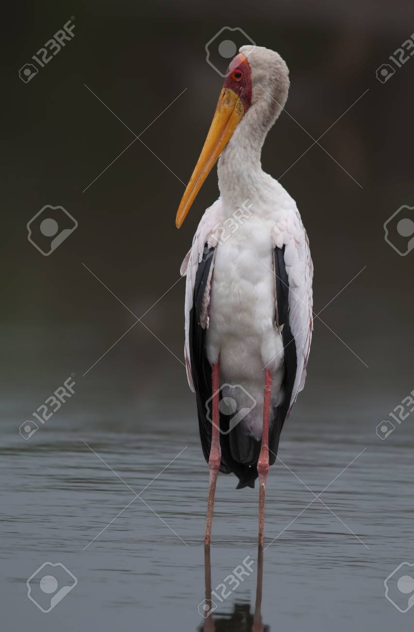 etiam-dictum-ipsum-a-felis