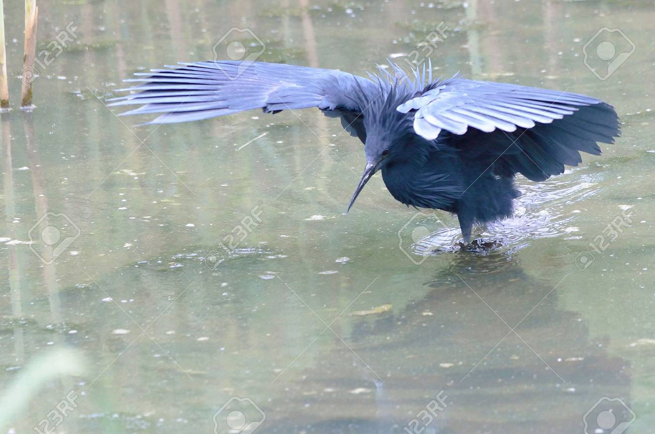 湖で黒サギ狩り の写真素材 画像素材 Image