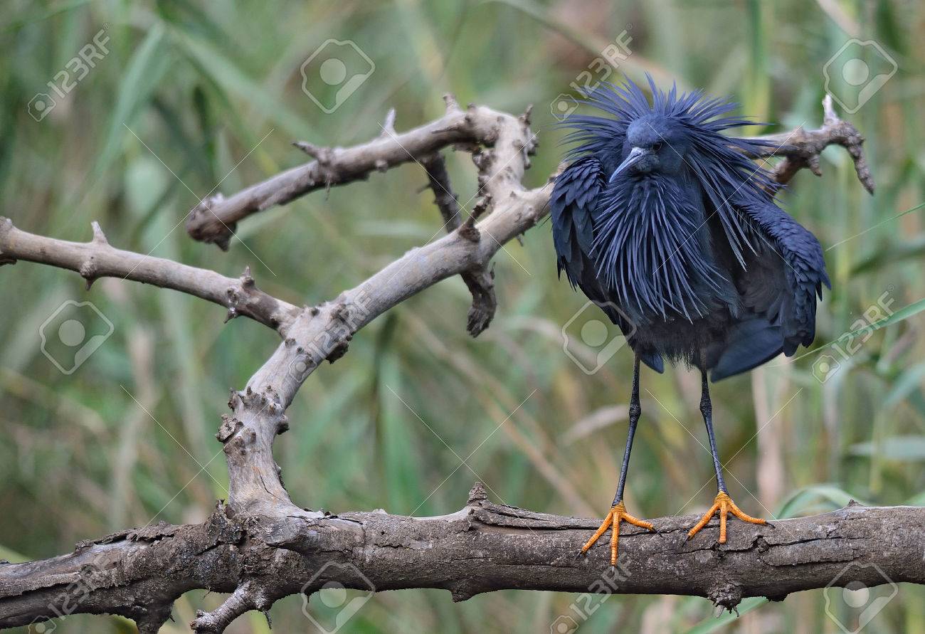 black heron grooming stock photo picture and royalty free image