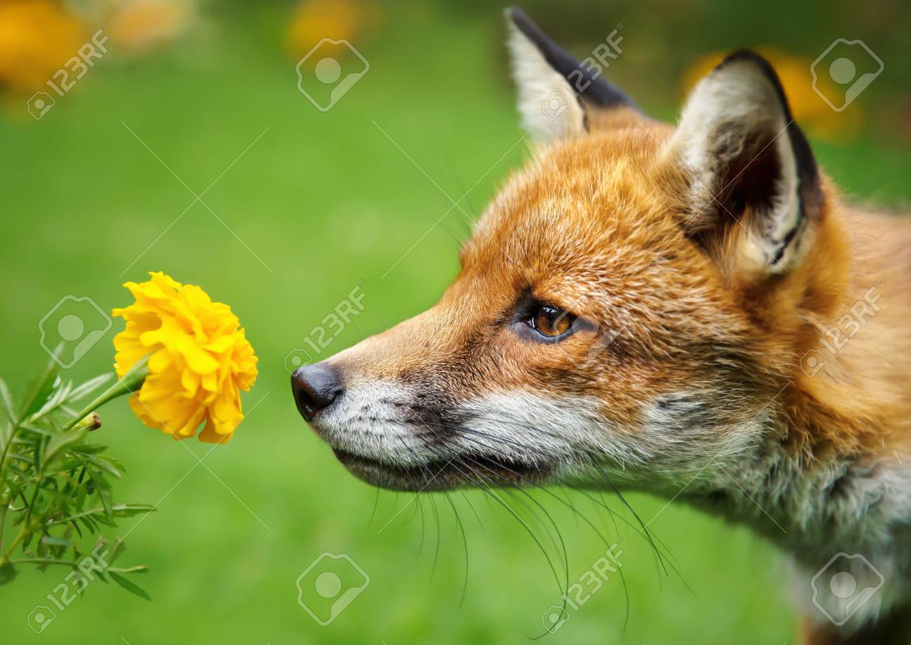91326932-closeup-of-a-red-fox-smelling-the-flower-marigold.jpg