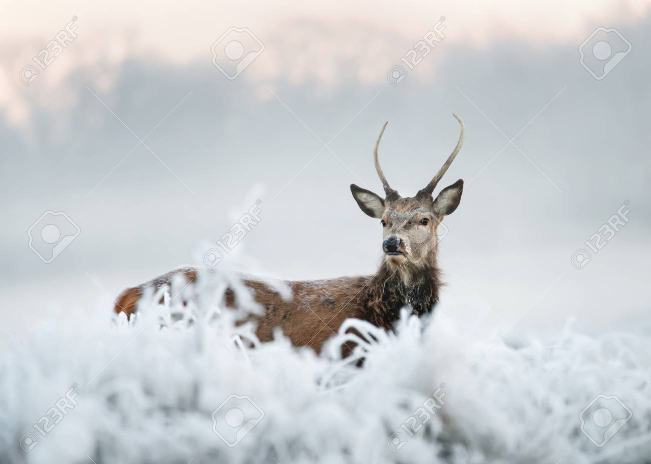Veado Novo Dos Veados Vermelhos Que Esta Em Um Campo Da Grama Geada Em Uma Manha Adiantada Bonita Do Inverno Animais No Inverno Fotos Retratos Imagenes Y Fotografia De Archivo Libres De