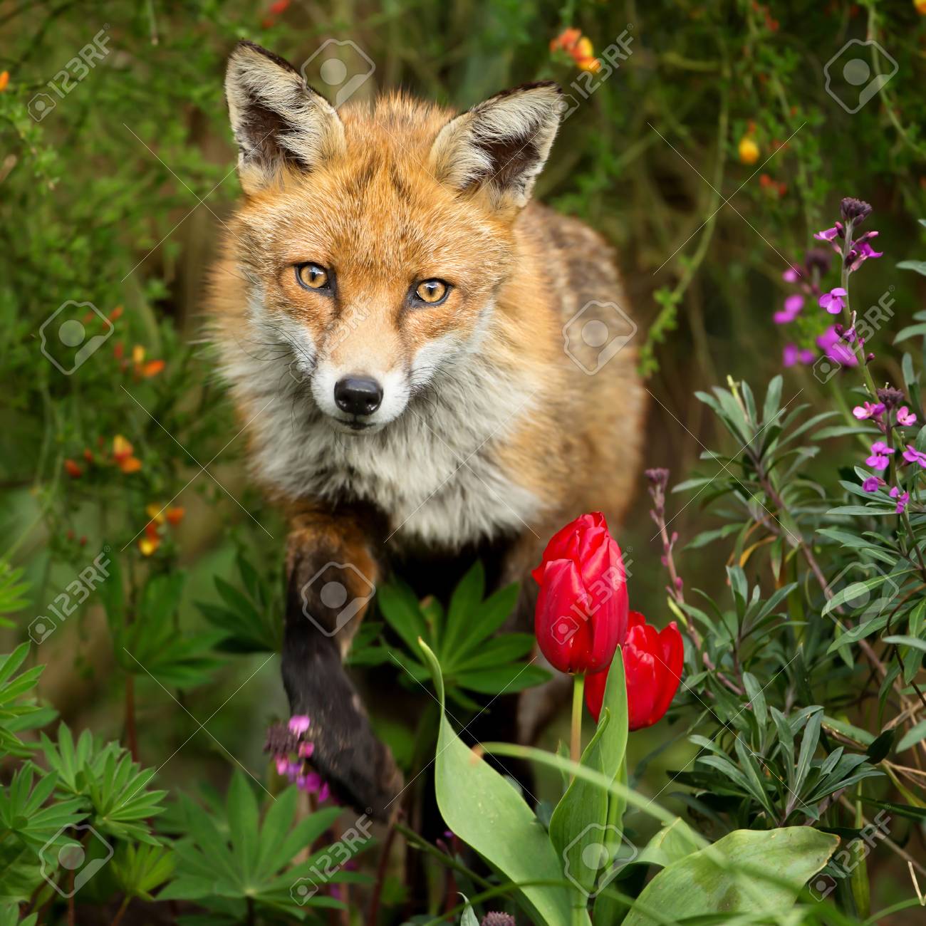 Fox in flowers