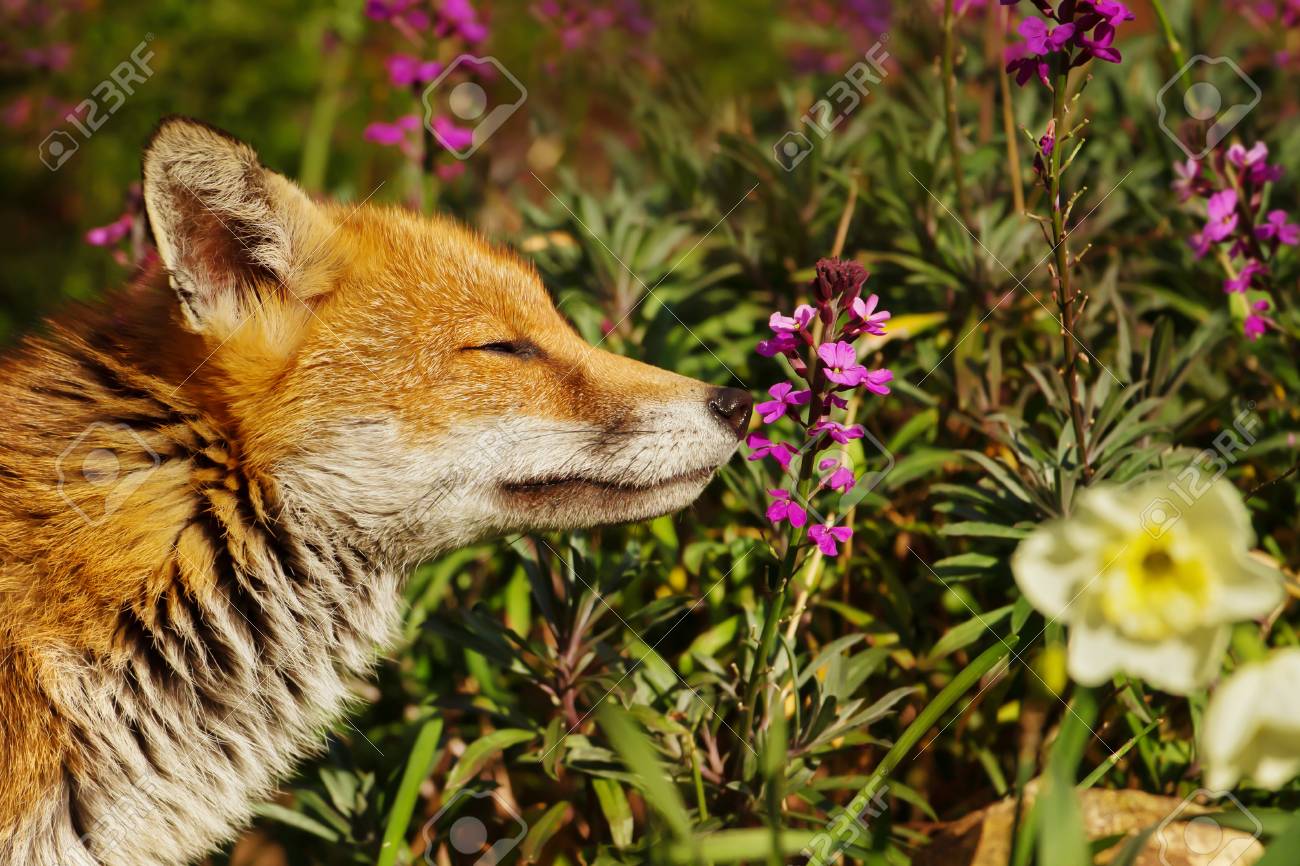92068582-red-fox-smelling-spring-flowers-in-the-back-garden-suburb-of-london-urban-wildlife-.jpg