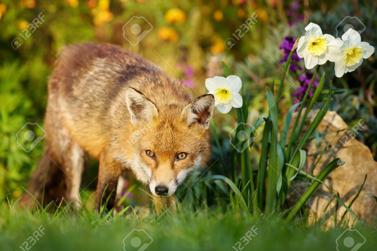 92068601-portrait-of-cute-red-fox-in-the-flower-garden-in-spring-uk-urban-wildlife-.jpg