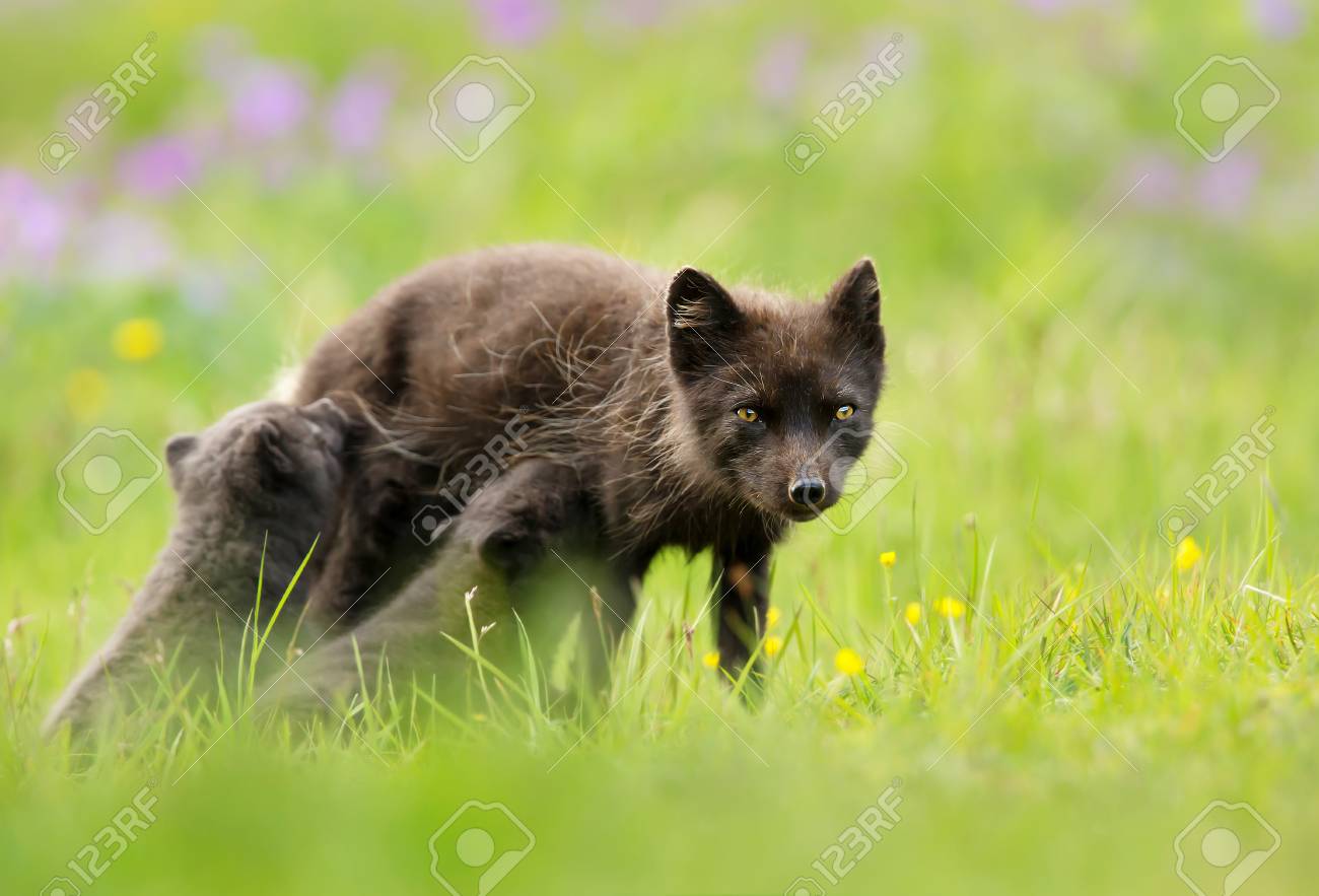 How cute can these arctic fox cubs be? I've been watching them for a while  and managed to take these photos during a rainy day. 📍 Snæfellsjökull  National Park You can find, image size:1300x883