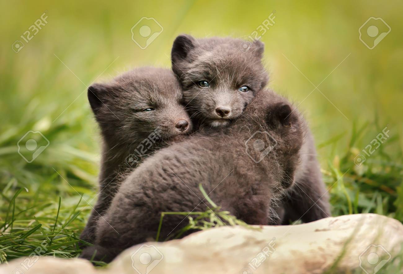 Arctic Fox Experiences- Arctic Wildlife Tours | Exclusive Tours To The  Arctic, image size:1300x885