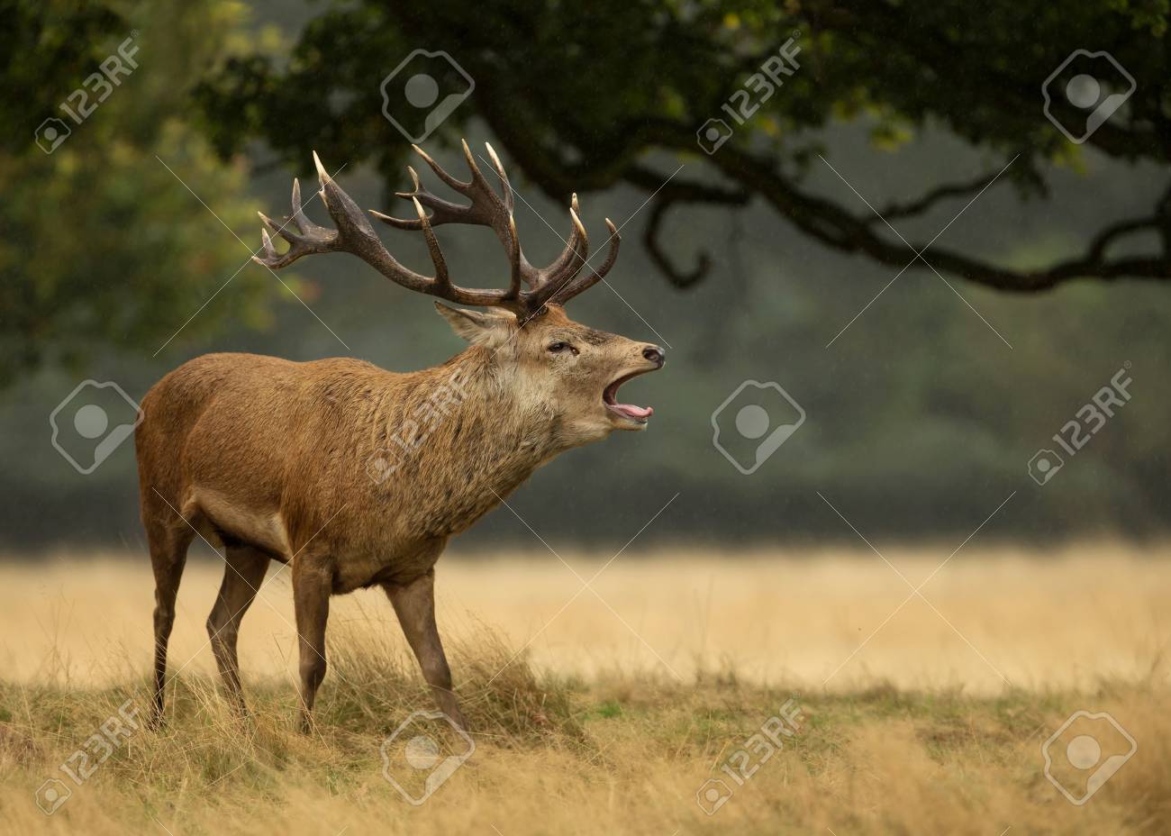 雨の中で鳴く赤い鹿の群れのクローズアップ 英国 の写真素材 画像素材 Image 94496804
