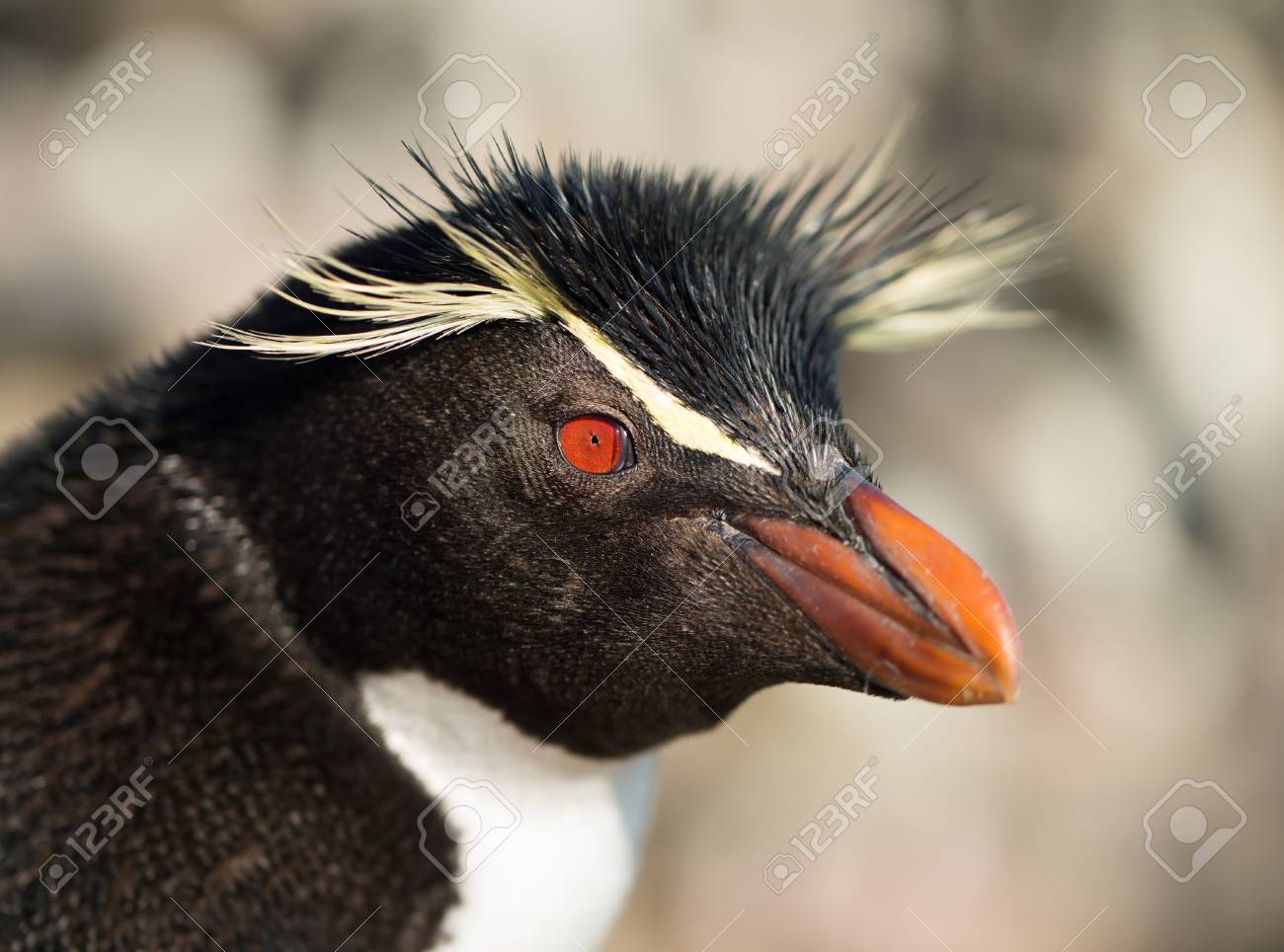 フォークランド諸島のサザンロックホッパーペンギンをクローズ