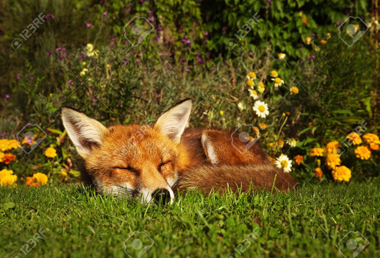 97066714-red-fox-sleeping-in-the-garden-with-flowers-summer-in-uk-.jpg