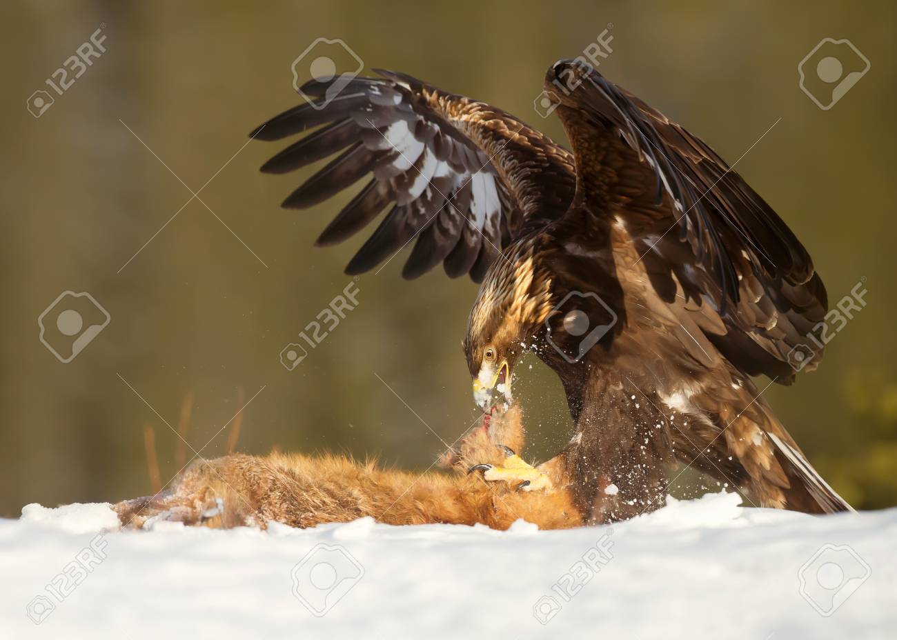 Golden Eagle Feeding On A Red Fox High In The Mountains In Norway
