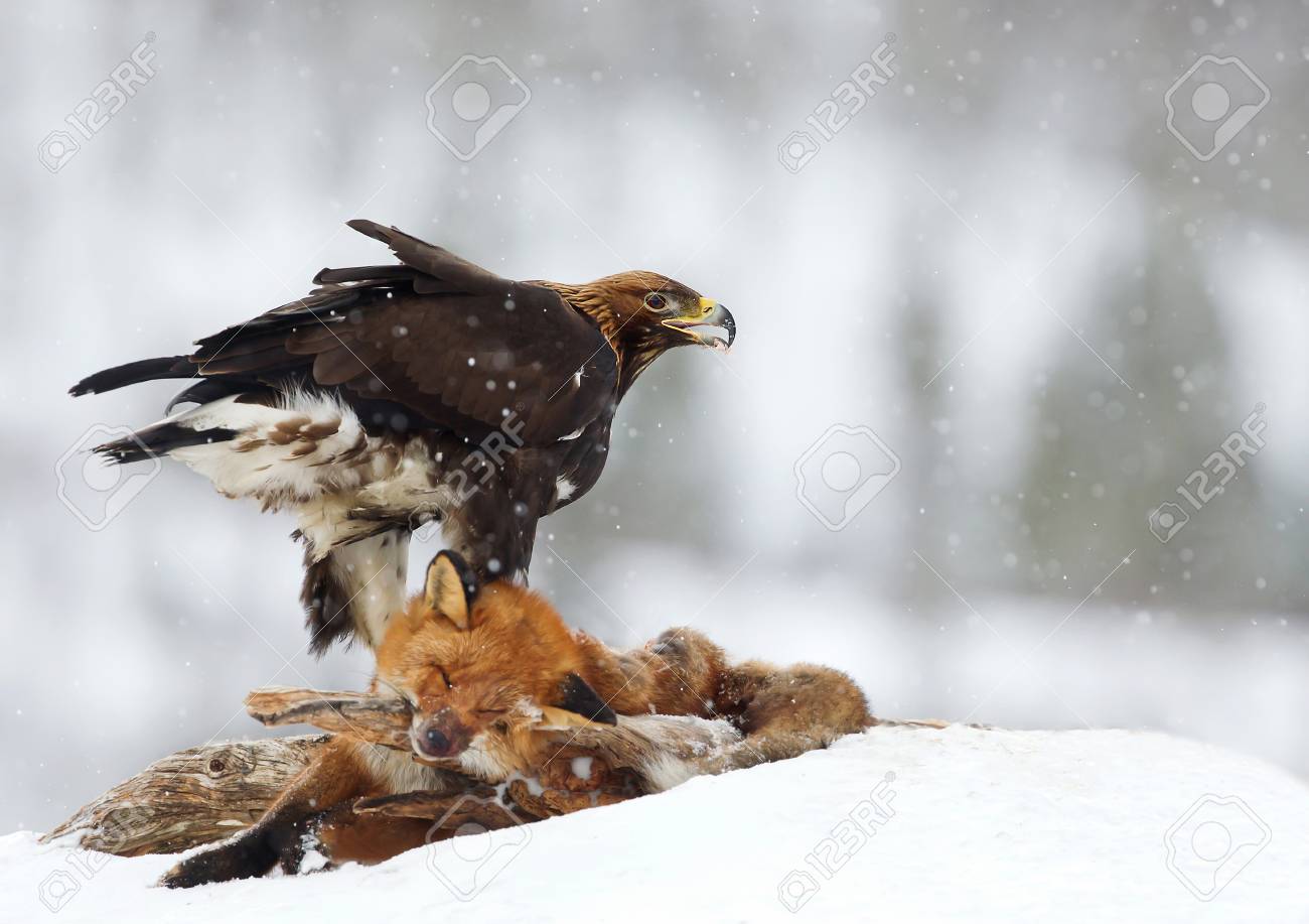 Golden Eagle Aquila Chrysaetos Feeding On A Red Fox High In