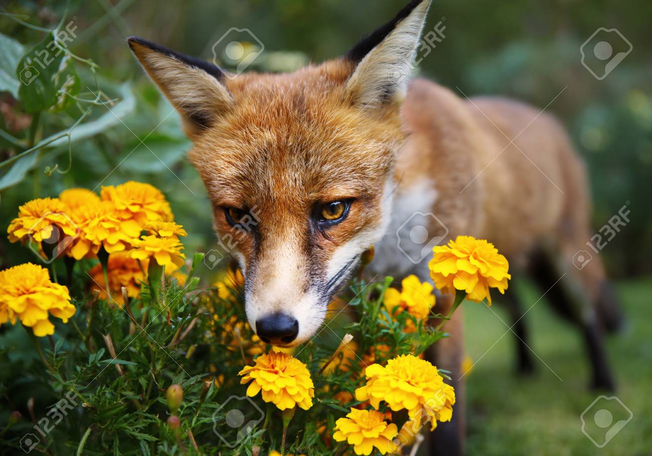 99124231-red-fox-smelling-marigold-flowers-in-the-garden-summer-in-uk-.jpg