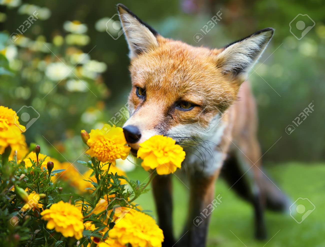 99124232-red-fox-smelling-marigold-flowers-in-the-garden-summer-in-uk-.jpg
